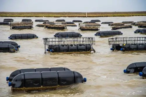 Oyster farm