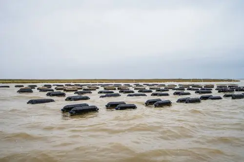 Oyster farm